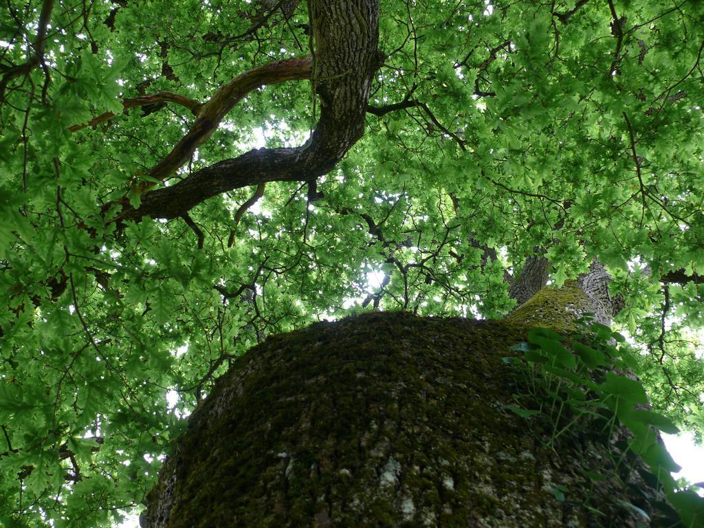Gites A L'Ombre Des Chenes Chateauvieux  Номер фото